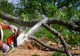 Reliable Stone Park, IL Tree Care Solutions