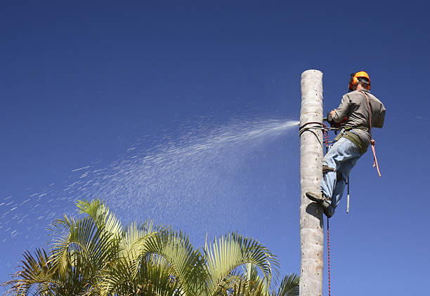 How Our Tree Care Process Works  in  Stone Park, IL